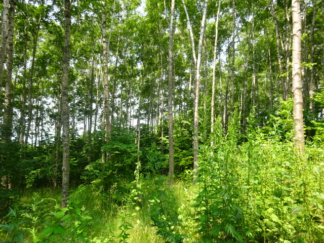 Dsc02047